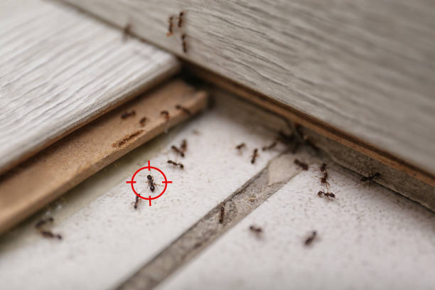 Best Pest Prevention Services  in Townsend, DE