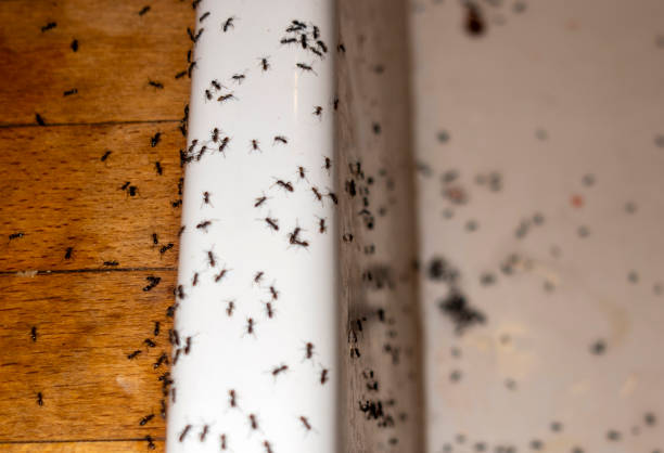 Best Exterminator Services  in Townsend, DE